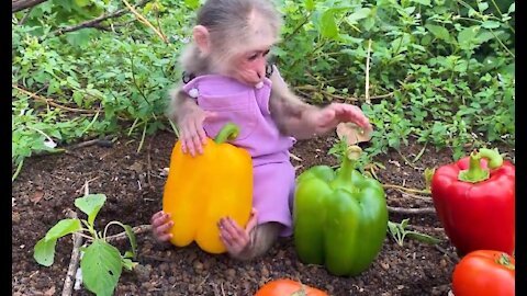 Farmer Bibi pick fruits Funny video part#1