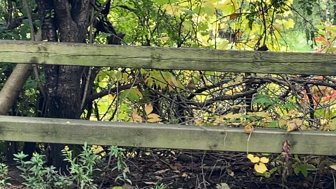 Cardinal fledgling camouflaged 😊