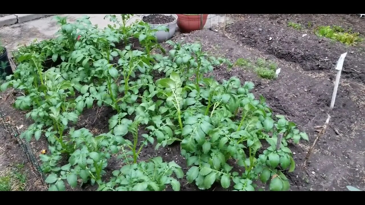 June 25th, 2022 Garden Update Pt 2