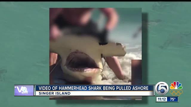 Video of hammerhead shark pulled ashore on Singer Island