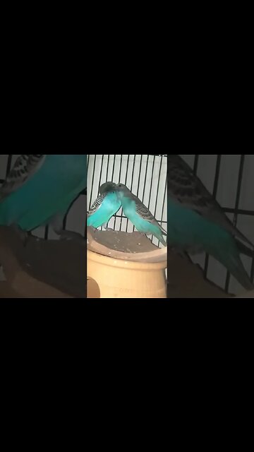 perriot kissg seen #viral #funny #youtubeshorts #video #comedy