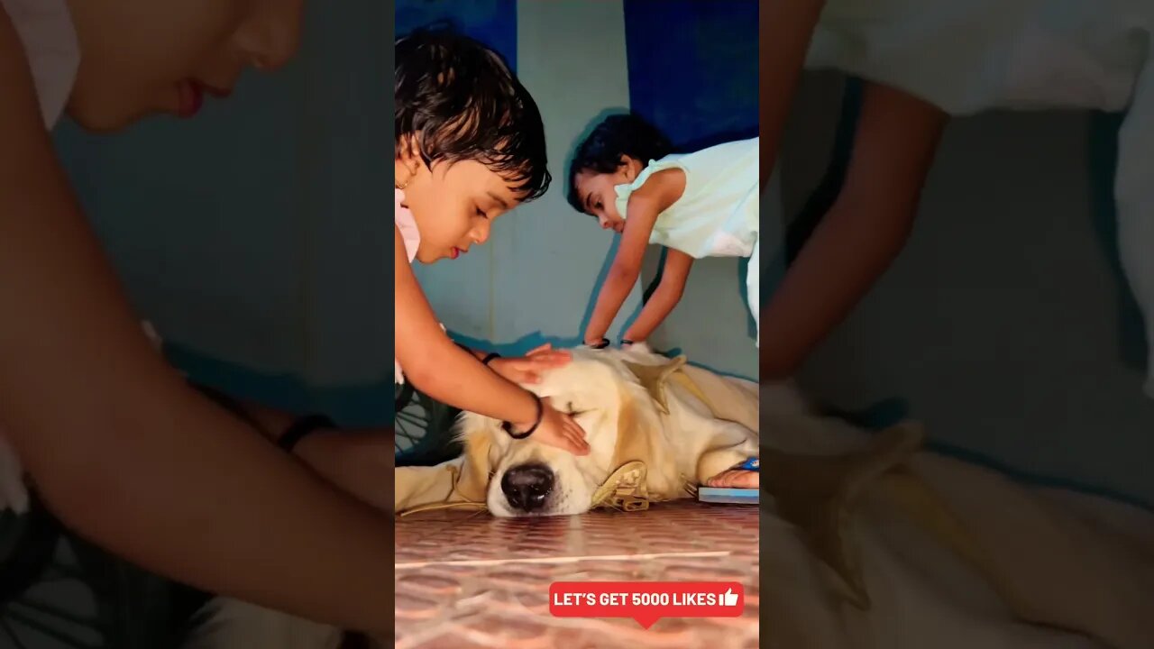 Cute Content Alert #goldenretriever #ytshorts #shorts