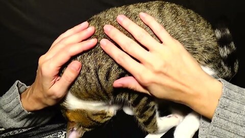 Kitten Purrs in My Arms