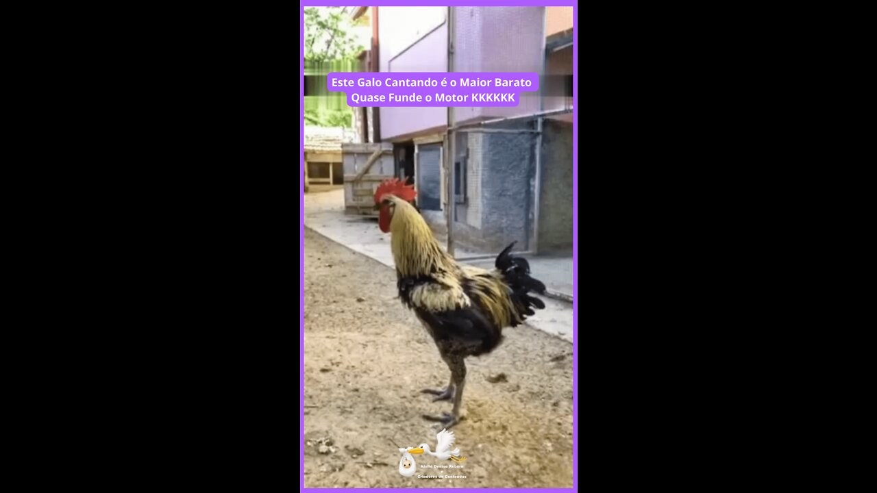 Este Galo Cantando é o Maior Barato, Quase Funde o Motor!!!! KKKKKKKKK