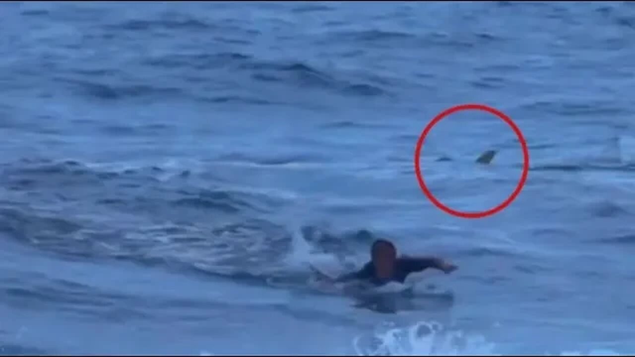 A Great White Shark Devoured This Surfer In Front Of His Brother