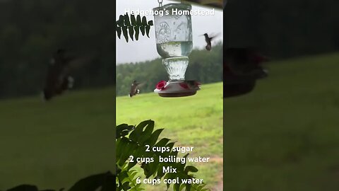 Hummingbird food recipe