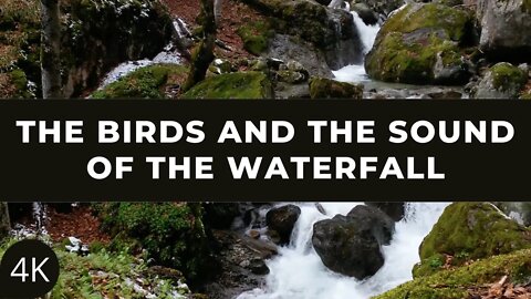 4K The birds and the sound of the waterfall