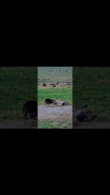 Hyena Den And Migrating Gnus #shorts