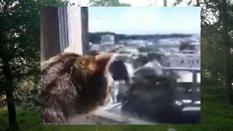 Animals Funny Videos #7r