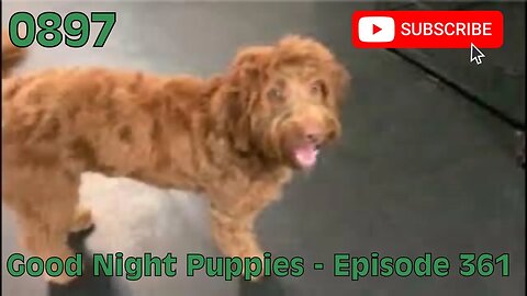 [0897] GOOD NIGHT PUPPIES - EPISODE 361 [#dogs #doggos #doggos #puppies #dogdaycare]