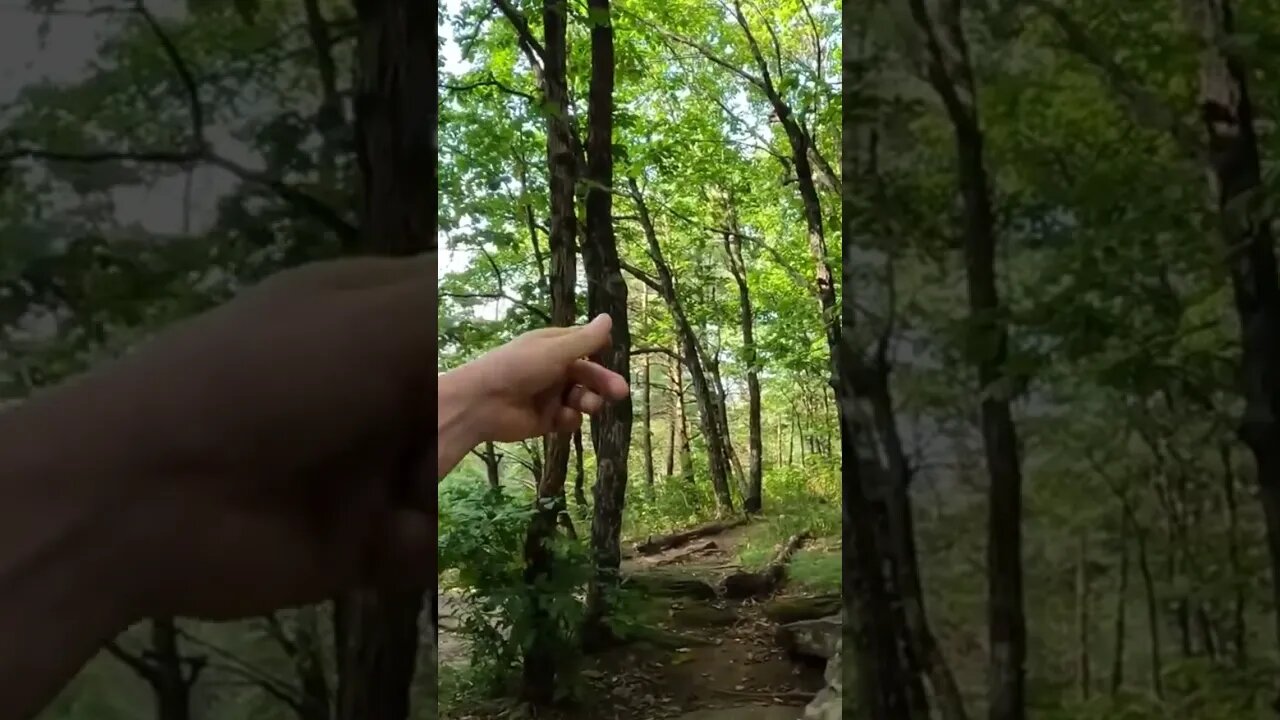 Hiking to Blood Mountain on the Appalachian Trail!