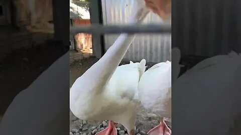 Aflac