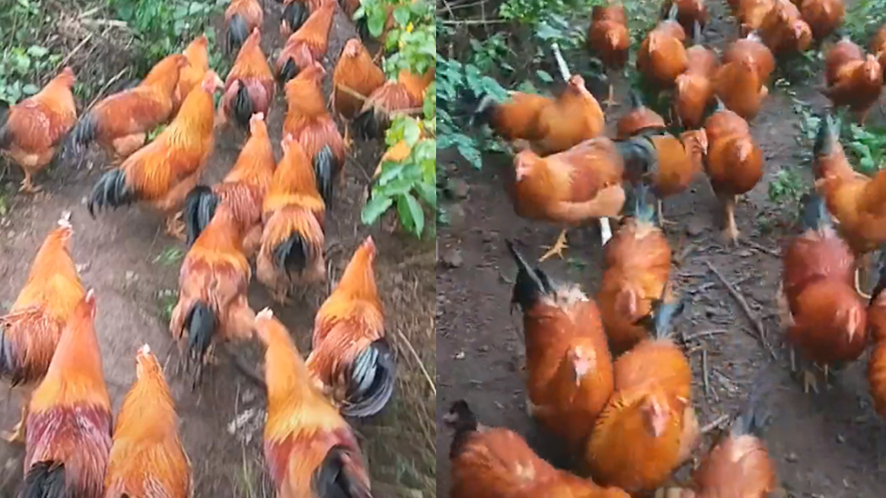 Thousands of hens suddenly came from near forest