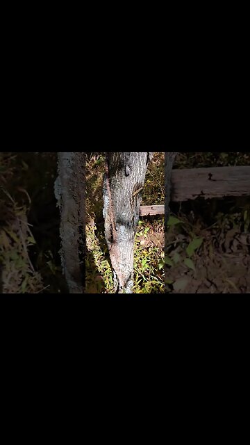 Ailanthus and Lantern Flies