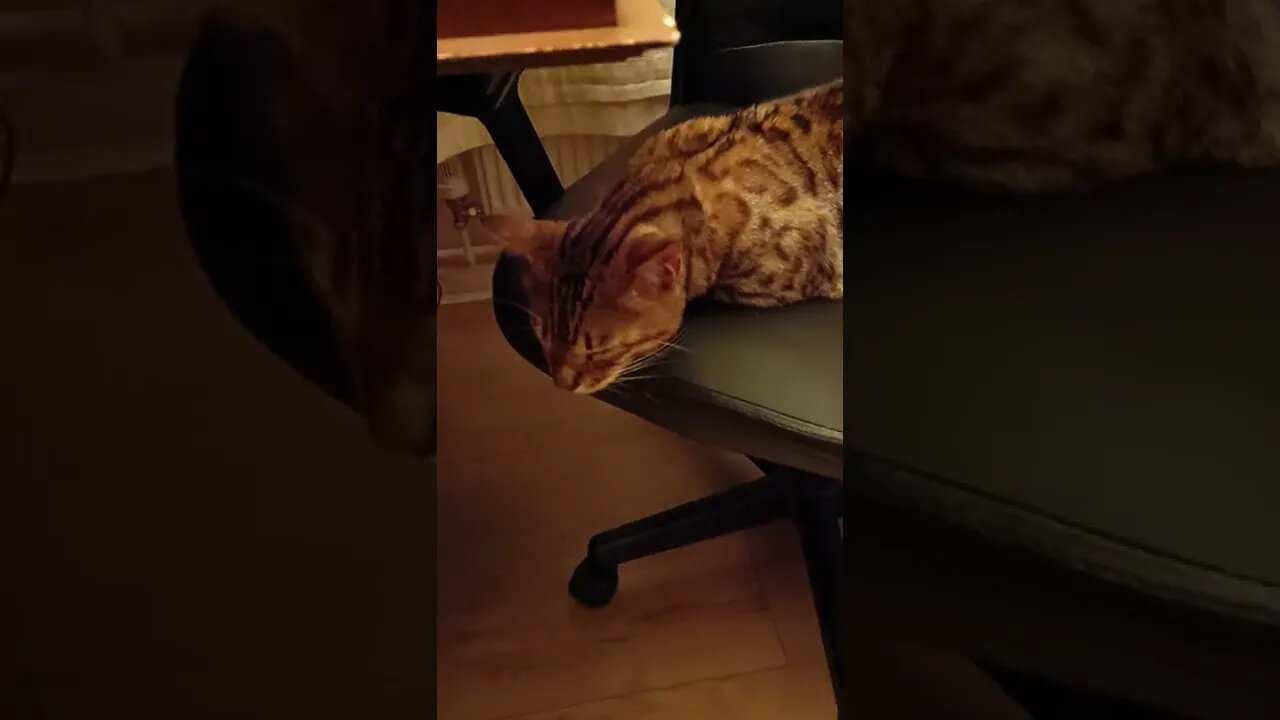 Tarot Reading Helpurr 🐆😹 #tarotreading #bengalcat