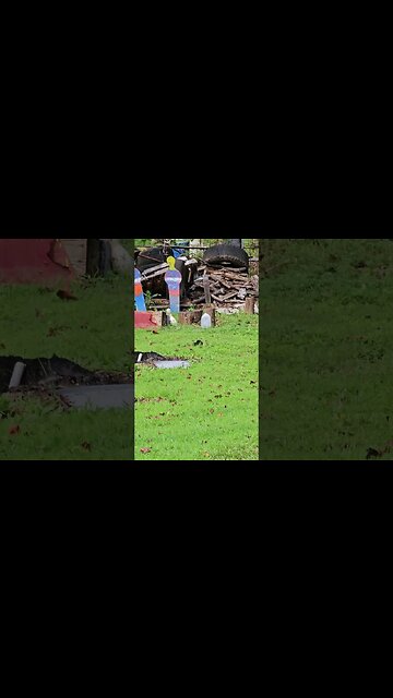 First shot #firstshots #shortsvideo #america #m1garand