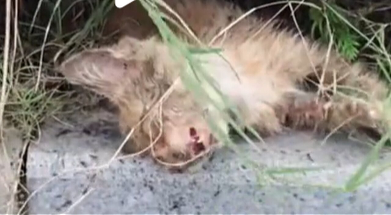 POOR STRAY CAT,RESCUE,VIRAL,HELP,