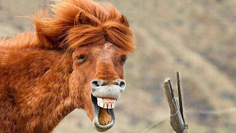 Very funny horse and animals