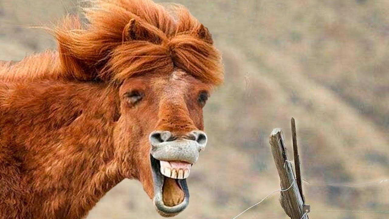 Very funny horse and animals