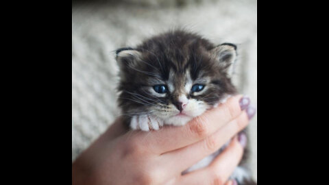 Estos gatitos te harán reir y son adorables.