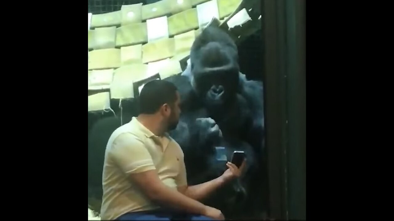 The funniest monkey reacting to see mobile 🤣😎