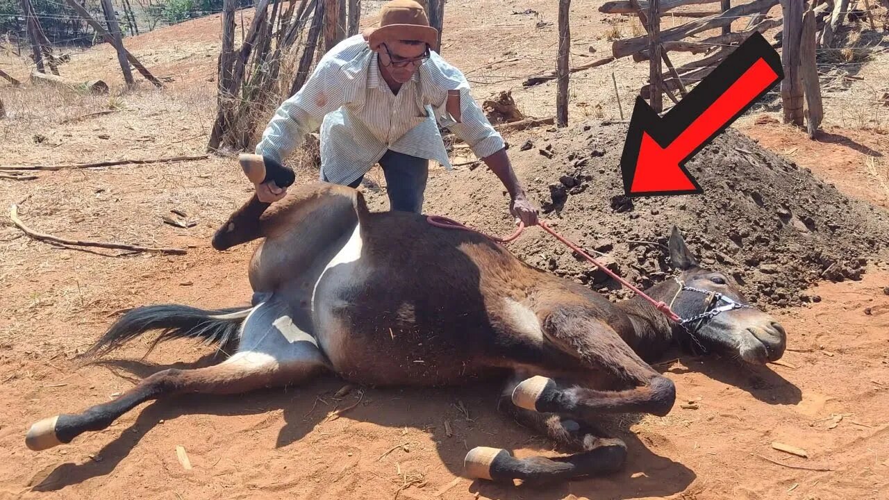 OLHA O QUE ESSA BURRA FEZ COM O VAQUEIRO PO