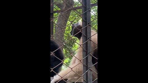 funny monkey makes funny sounds