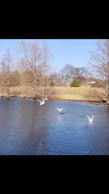 Love these seagulls!