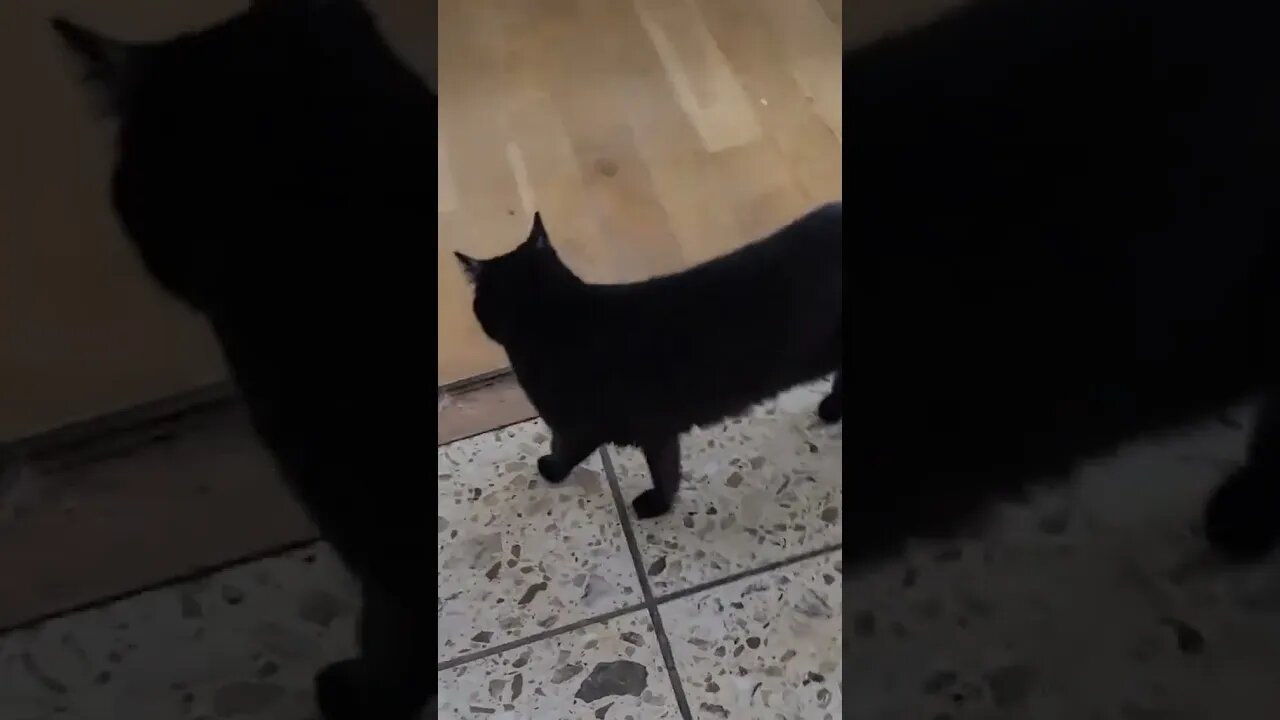 Mac doesn't know what to do. #cat #cats #catsoftiktok #summer #confusion