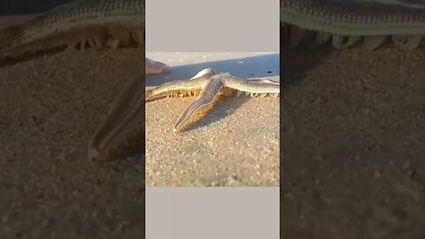 Starfish can walk! 😳😁