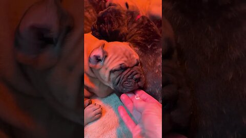 Puppies ! Ch Jubie litter. LonelyCreek bullmastiff