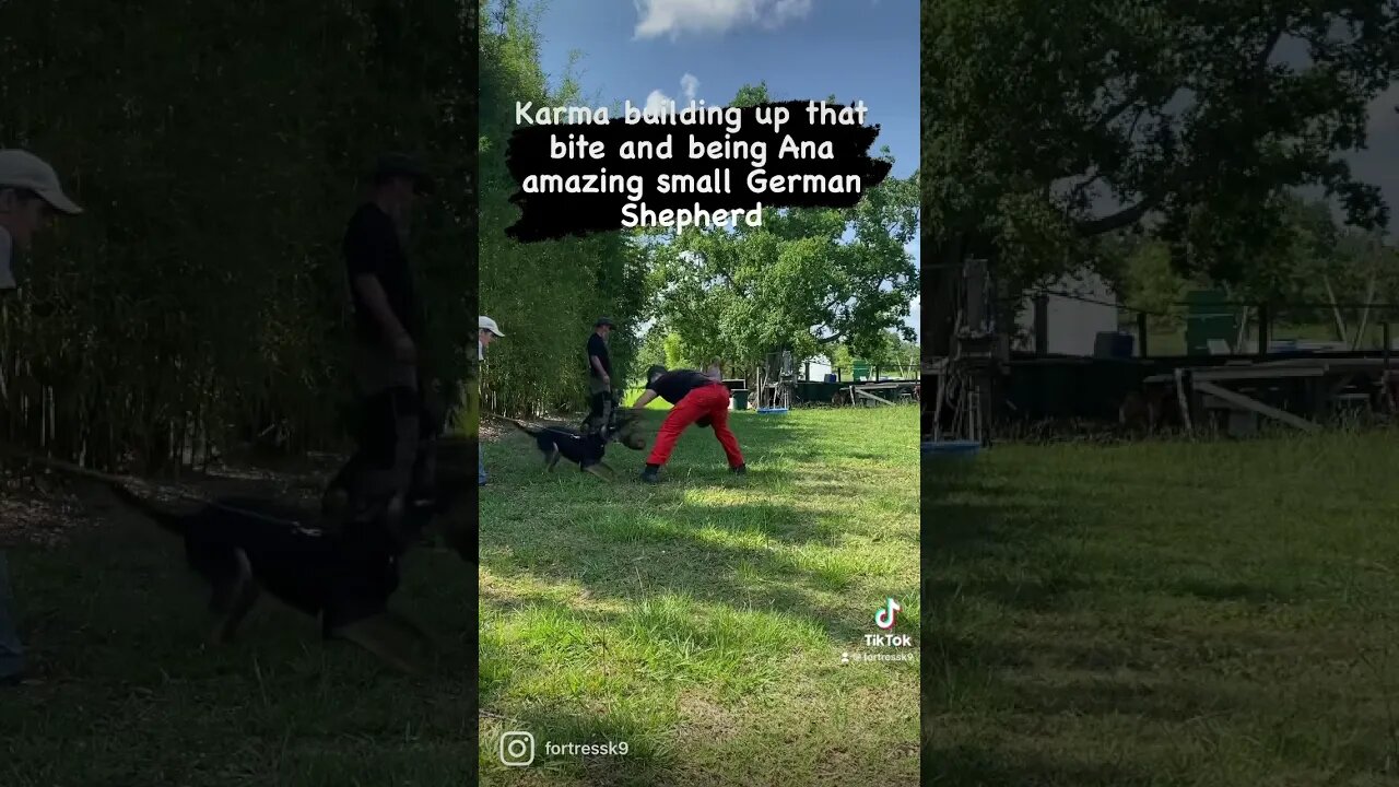 Small German Shepherd female. The perfect protection dog. Karma is available. #protectiondog