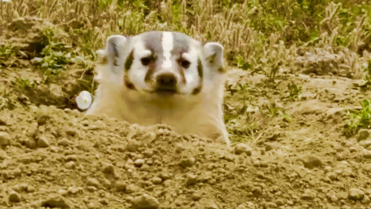 Badger Burying A Whole Cow Caught On Film - First Time Ever Seen