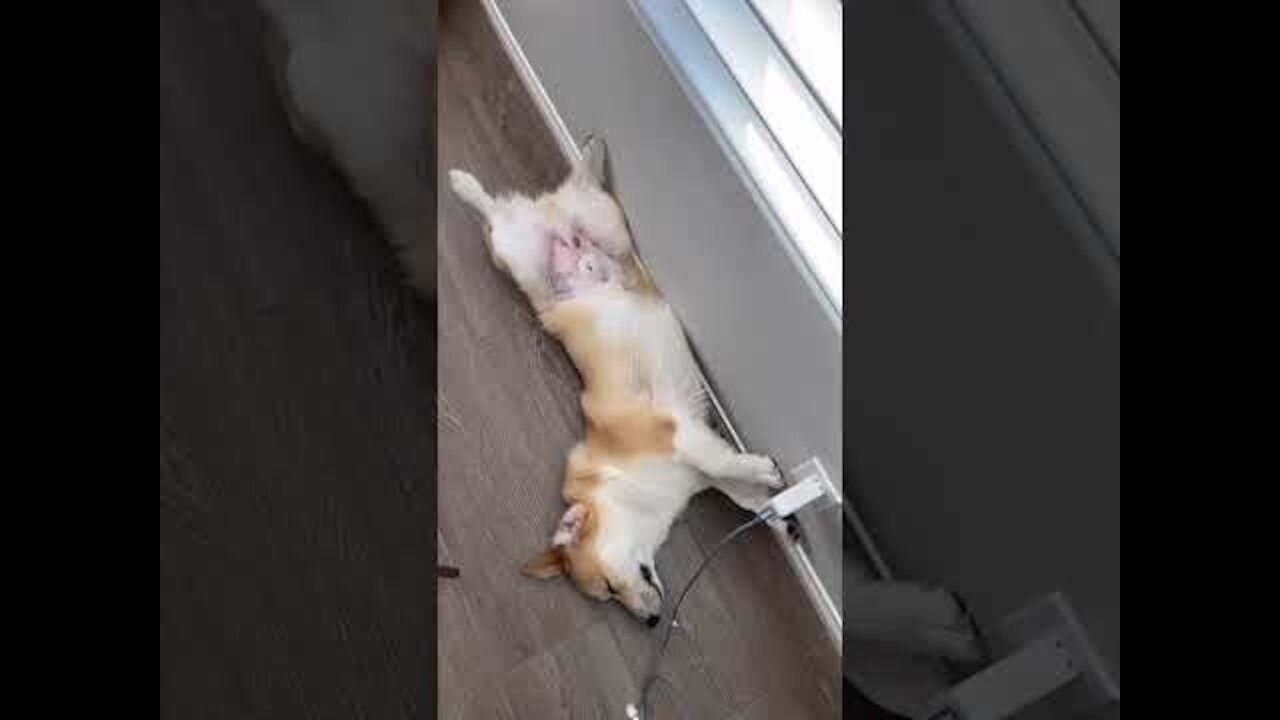 Dog's Favorite Place to Nap