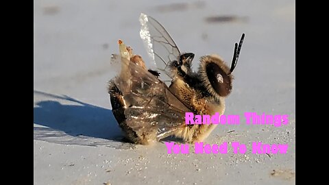 Bees are Dying After Ejaculation?| @RRPSHOW