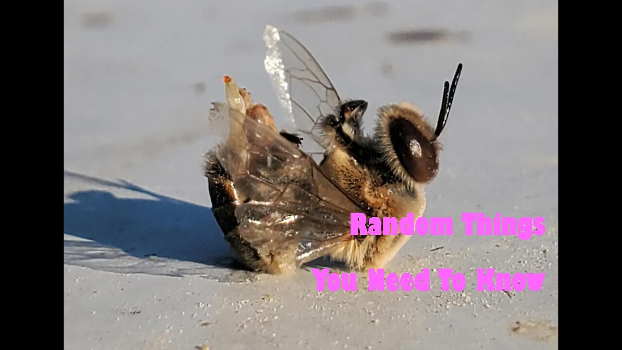 Bees are Dying After Ejaculation?| @RRPSHOW