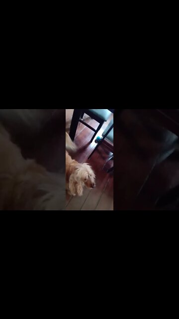 dogshow golden , shorts