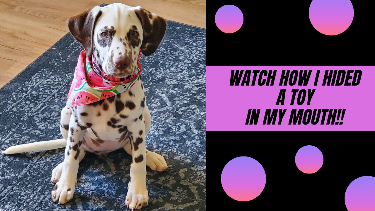 Dalmatian puppy hides a toy in her mouth!