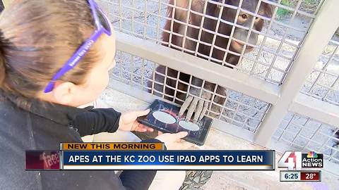 Apes go high-tech with iPads and apps at the KC Zoo