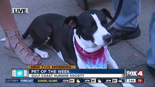 Pet of the week: Mitzy