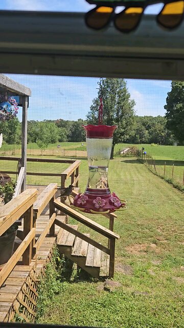 Hummingbird battles