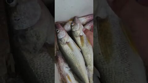 4 man limit of 24 walleye, with one of things not like the other..Strange deformation!!