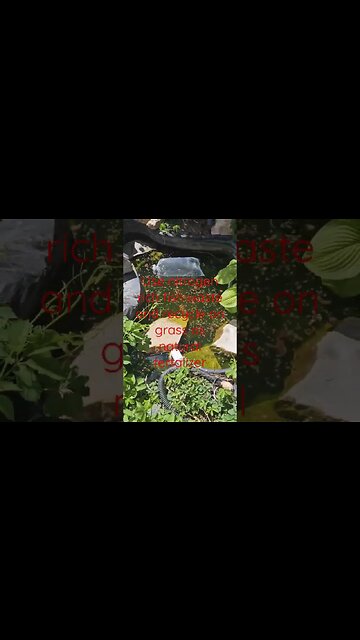use fish waste as fertalizer #shortsvideo #organic #socialmedia #fish @TalkwithSally