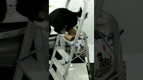 Subindo a escada Gato Bartolomeu Tunico. Motivação Passar no Enem 😸😸