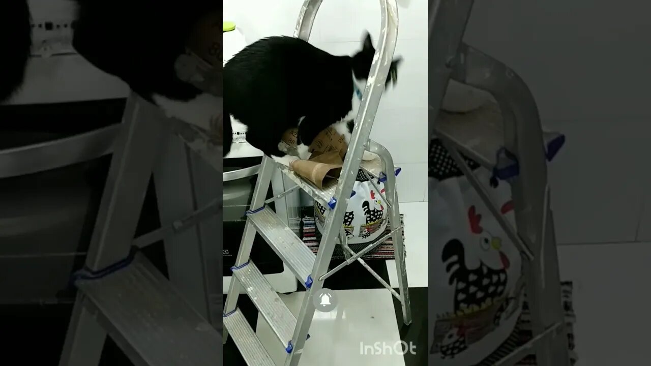 Subindo a escada Gato Bartolomeu Tunico. Motivação Passar no Enem 😸😸