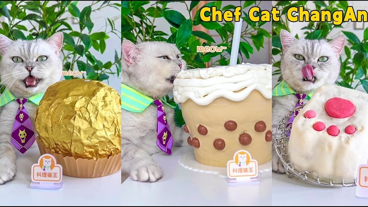 😉Show Off Chef Cat’s Giant Food Cooking Skills!🍰|Cat Cooking Food|Cute And Funny Cat