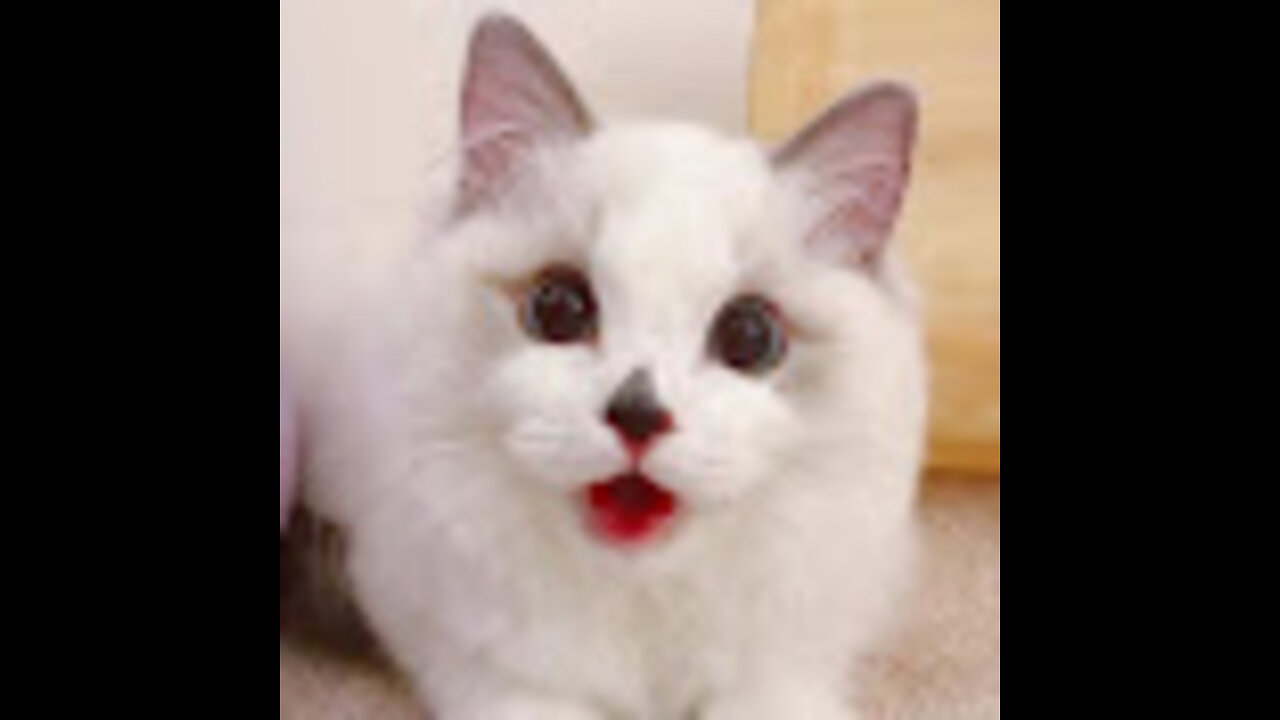 Funny Cats And Kittens Meowing Compilation 2015 || NEW