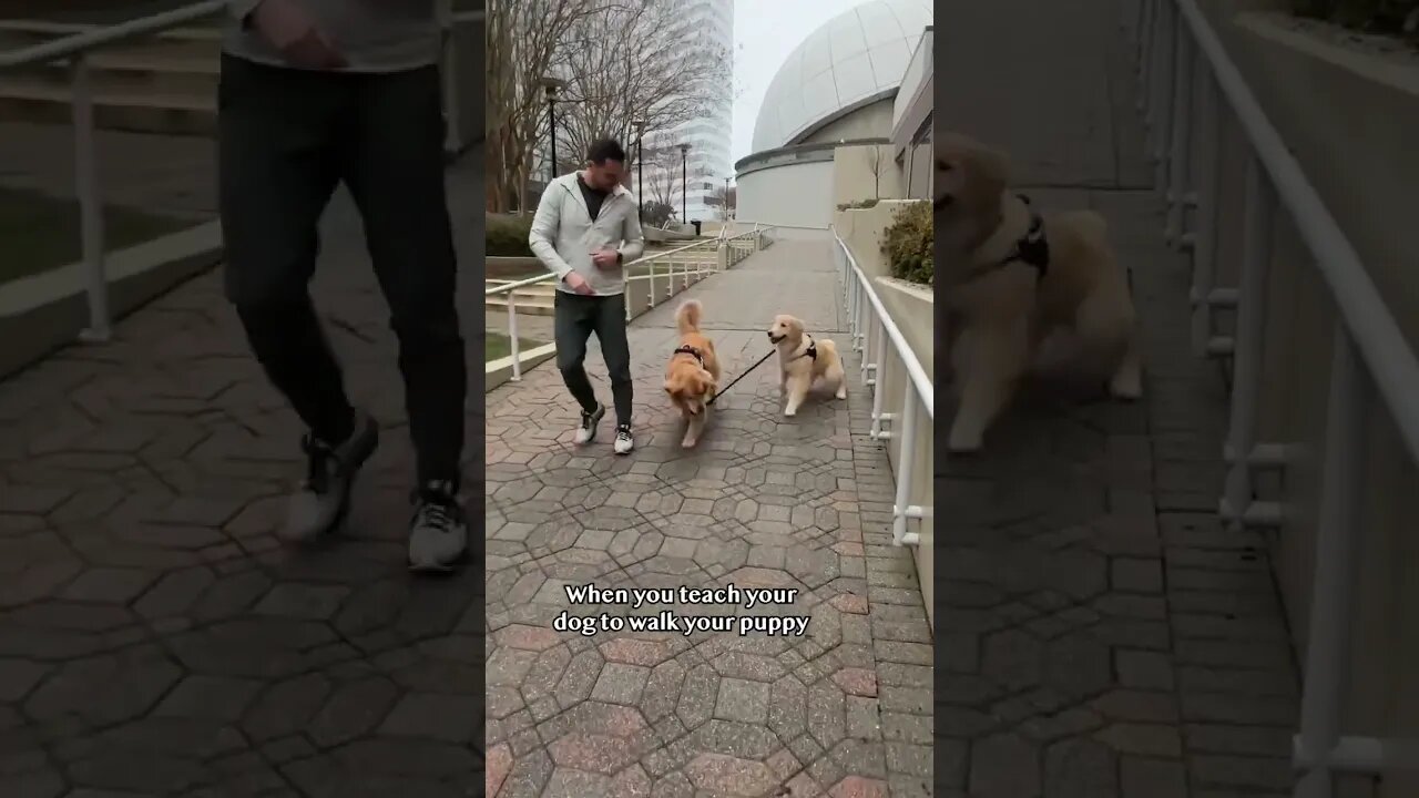 Lifehack teaching my dog to walk my puppy! #goldenretriever #dogtraining