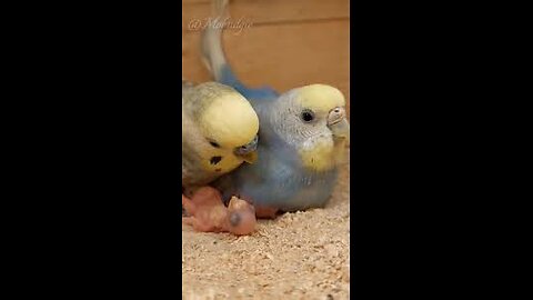 Budgie mom feeding baby