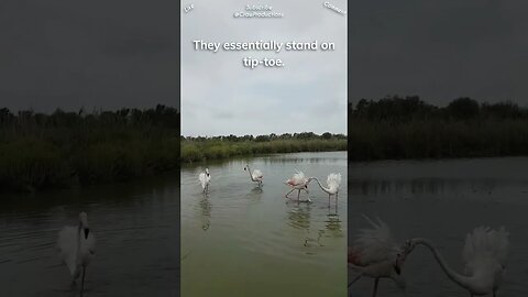 Flamingos